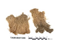 藏品(暖地泥炭苔)的圖片